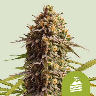 Wedding Cake Automatic (Royal Queen Seeds) feminiserade cannabisfr&ouml;n