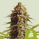 Wedding Cake Autoflower (Royal Queen Seeds) Feminiserade