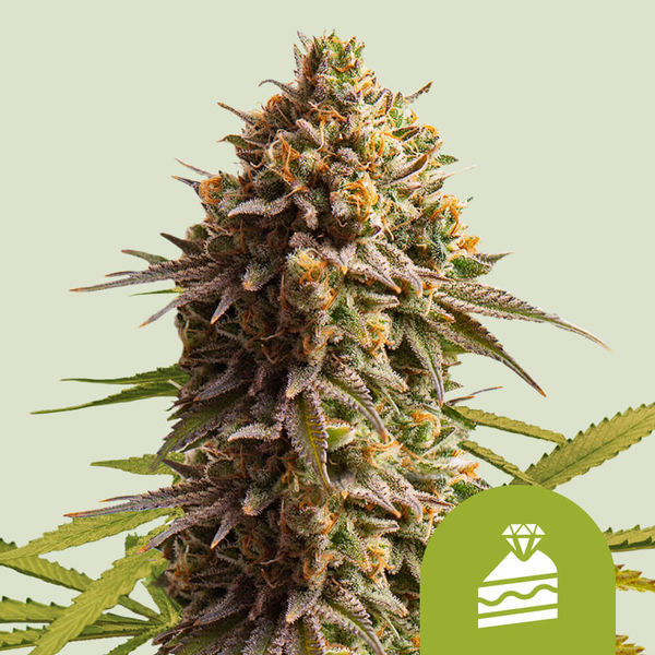 Wedding Cake Autoflower (Royal Queen Seeds) Feminiserade