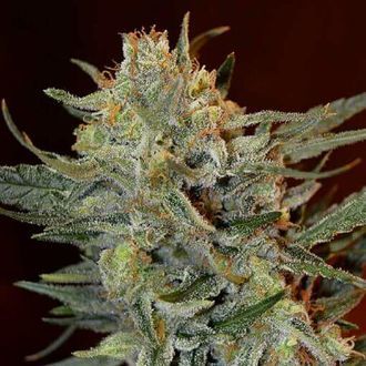 Amnesia Lemon Kush (Garden of Green) Feminiserade