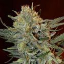 Amnesia Lemon Kush (Garden of Green) Feminiserade