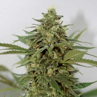 Amnesia Lemon Pie (Garden of Green) feminiserade cannabisfr&ouml;n