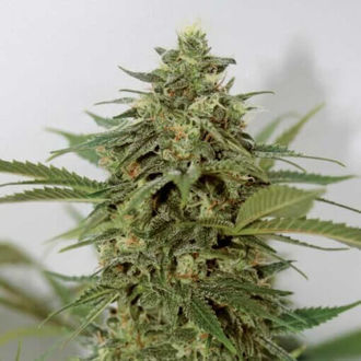 Amnesia Lemon Pie (Garden of Green) Feminiserade