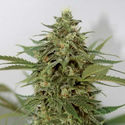 Amnesia Lemon Pie (Garden of Green) Feminiserade