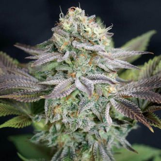Blue Dream (Garden of Green) feminiserade
