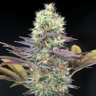 Cali Bay Dream (Garden of Green) feminiserade cannabisfr&ouml;n
