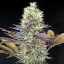 Cali Bay Dream (Garden of Green) Feminiserade