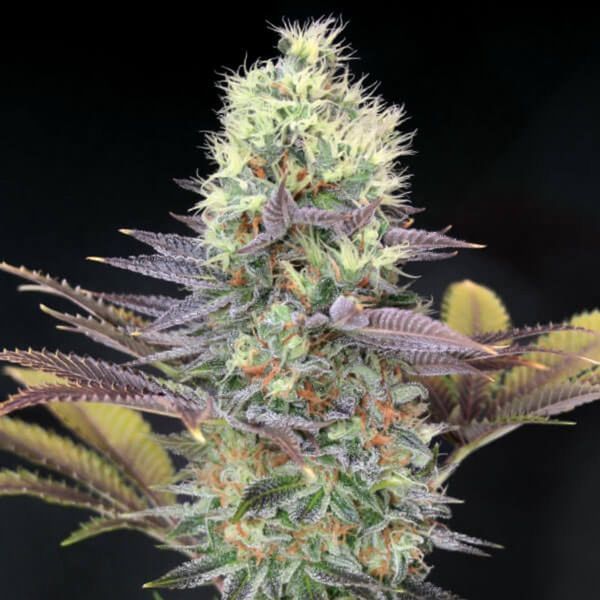 Cali Bay Dream (Garden of Green) Feminiserade