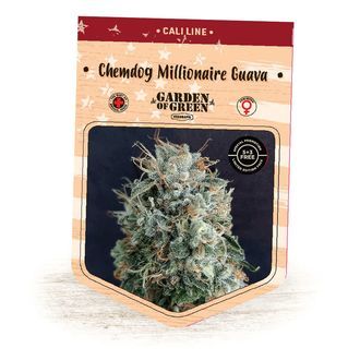 Chemdog Millionaire Guava (Garden of Green) Feminiserade
