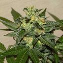 Citrus Paridisi (Garden of Green) Feminiserade