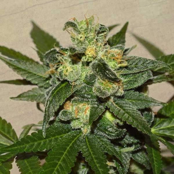 Citrus Paridisi (Garden of Green) Feminiserade