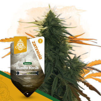 Hindu Kush (Zamnesia Seeds) feminiserade cannabisfr&ouml;n