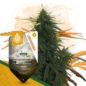 Hindu Kush (Zamnesia Seeds) Feminiserade