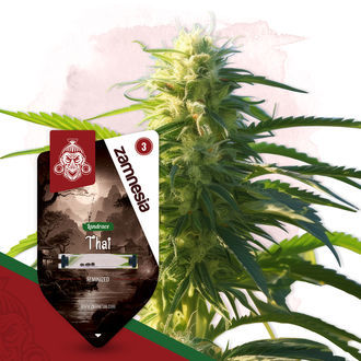 Thai (Zamnesia Seeds) Feminiserade