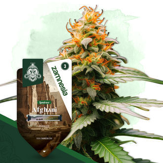 Afghani (Zamnesia Seeds) Feminiserade