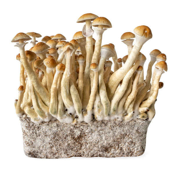 B+ vätskekulturspruta (Acid Shroomz)