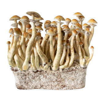 B+ vätskekulturspruta (Acid Shroomz)