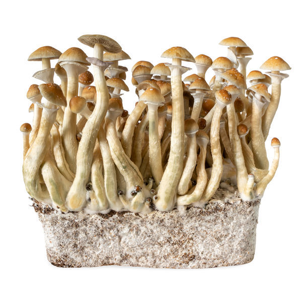 B+ vätskekulturspruta (Acid Shroomz)