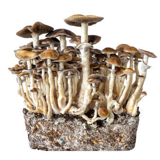Hawaii vätskekulturspruta (Acid Shroomz)