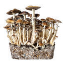 Hawaii vätskekulturspruta (Acid Shroomz)
