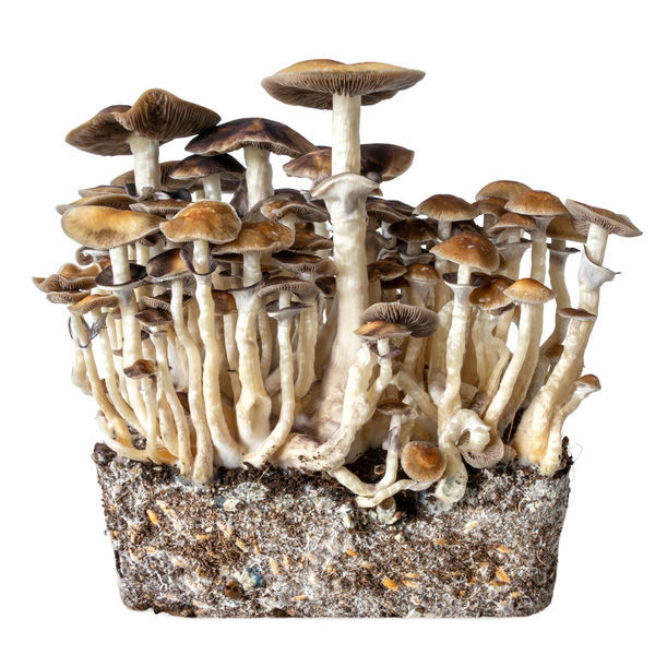 Hawaii vätskekulturspruta (Acid Shroomz)