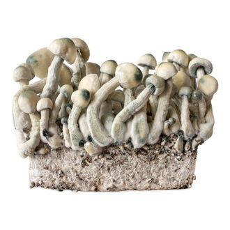 Melmac Monster vätskekulturspruta (Acid Shroomz)