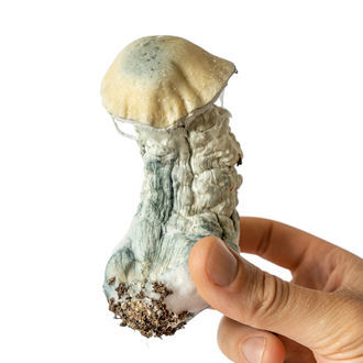 Melmac Monster vätskekulturspruta (Acid Shroomz)