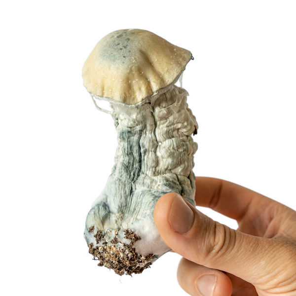 Melmac Monster vätskekulturspruta (Acid Shroomz)