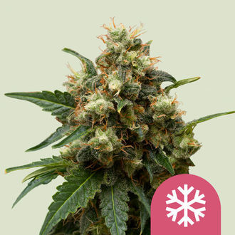 Ice (Royal Queen Seeds) Feminiserade