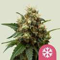 Ice (Royal Queen Seeds) Feminiserade