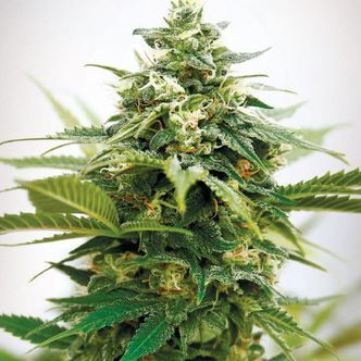 Critical XXL (Garden of Green) feminiserade