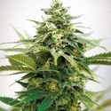 Critical XXL (Garden of Green) Feminiserade