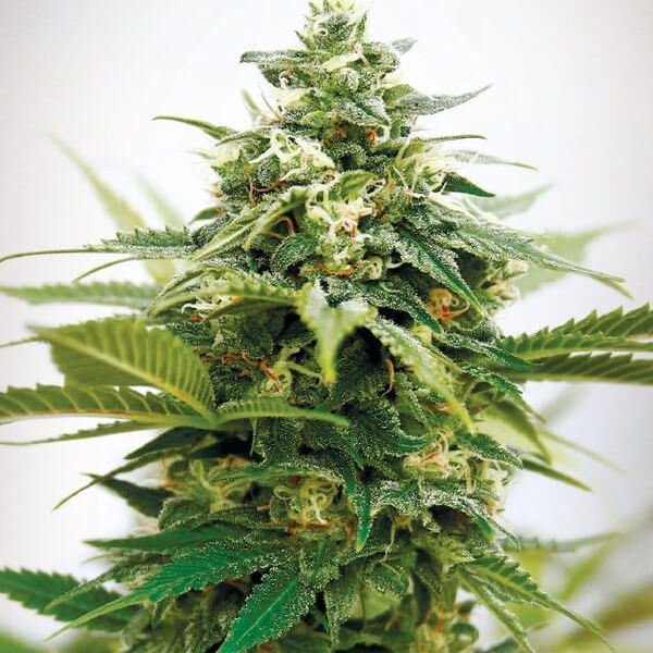 Critical XXL (Garden of Green) Feminiserade