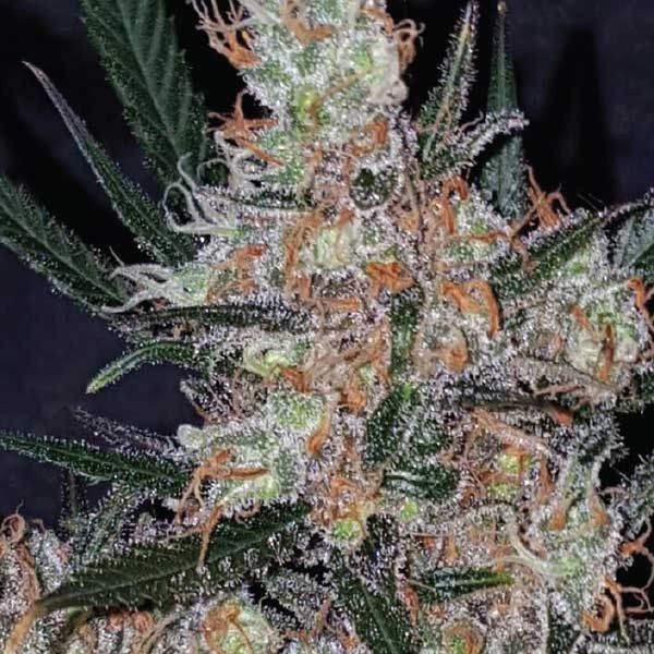 Diesel Berry Cough (Garden of Green) Feminiserade