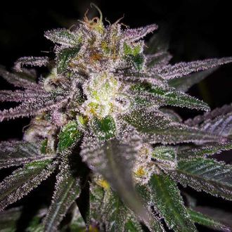 Dubble Bubble (Garden of Green) Feminiserade