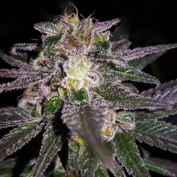 Dubble Bubble (Garden of Green) Feminiserade