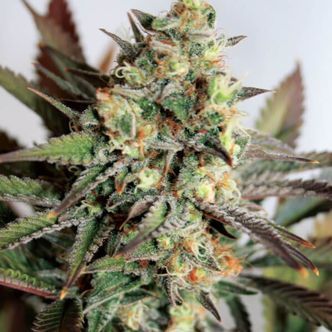 Girl Scout Cookies (Garden of Green) feminiserade