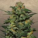 Green Crack (Garden of Green) Feminiserade