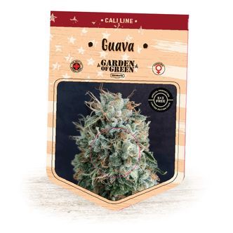 Guava (Garden of Green) feminiserade cannabisfr&ouml;n