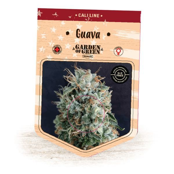 Guava (Garden of Green) Feminiserade