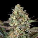 Kush Mass (Garden of Green) Feminiserade