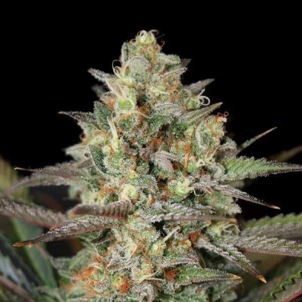 Kush Mass (Garden of Green) Feminiserade