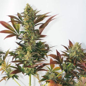 Larry's Lemon OG (Garden of Green) feminiserade