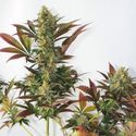 Larry's Lemon OG (Garden of Green) Feminiserade
