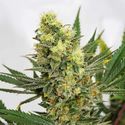 Pineapple Amnesia (Garden of Green) Feminiserade