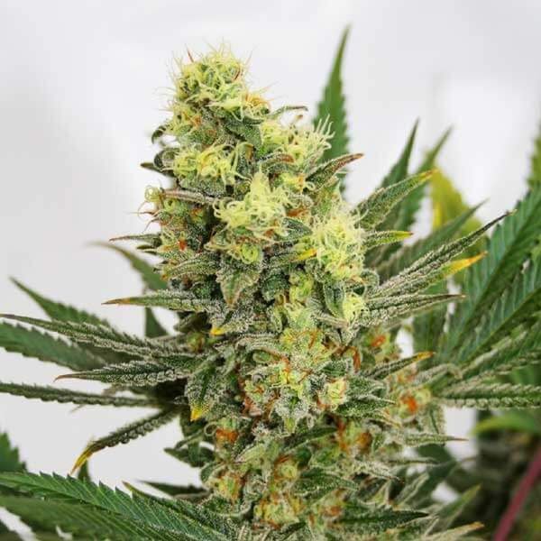 Pineapple Amnesia (Garden of Green) Feminiserade