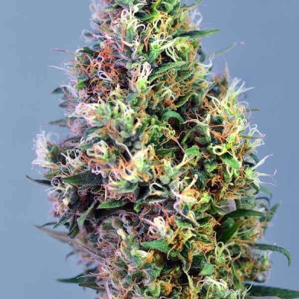 Super Pineapple Haze (Garden of Green) Feminiserade