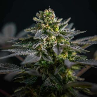 Super Skunk Kush (Garden of Green) feminiserade cannabisfr&ouml;n