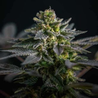 Super Skunk Kush (Garden of Green) Feminiserade