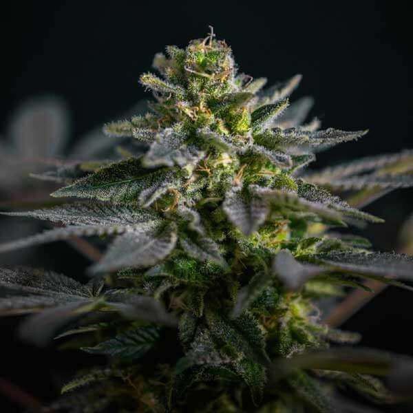 Super Skunk Kush (Garden of Green) Feminiserade